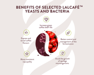 Benefits of Lalcafe yeasts and bacteria